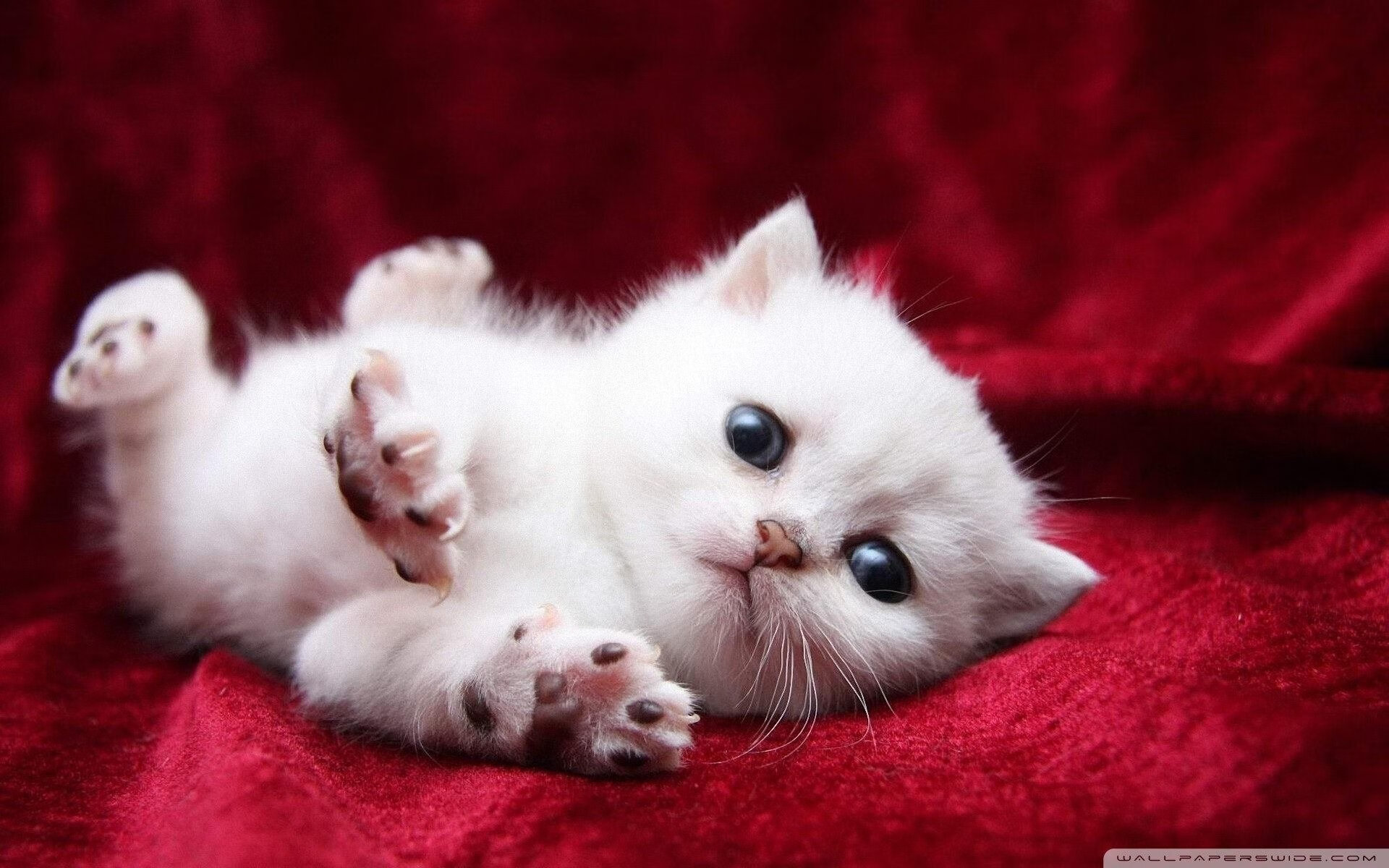 火箭终结山西队，范弗利特在西决生死战接管比赛