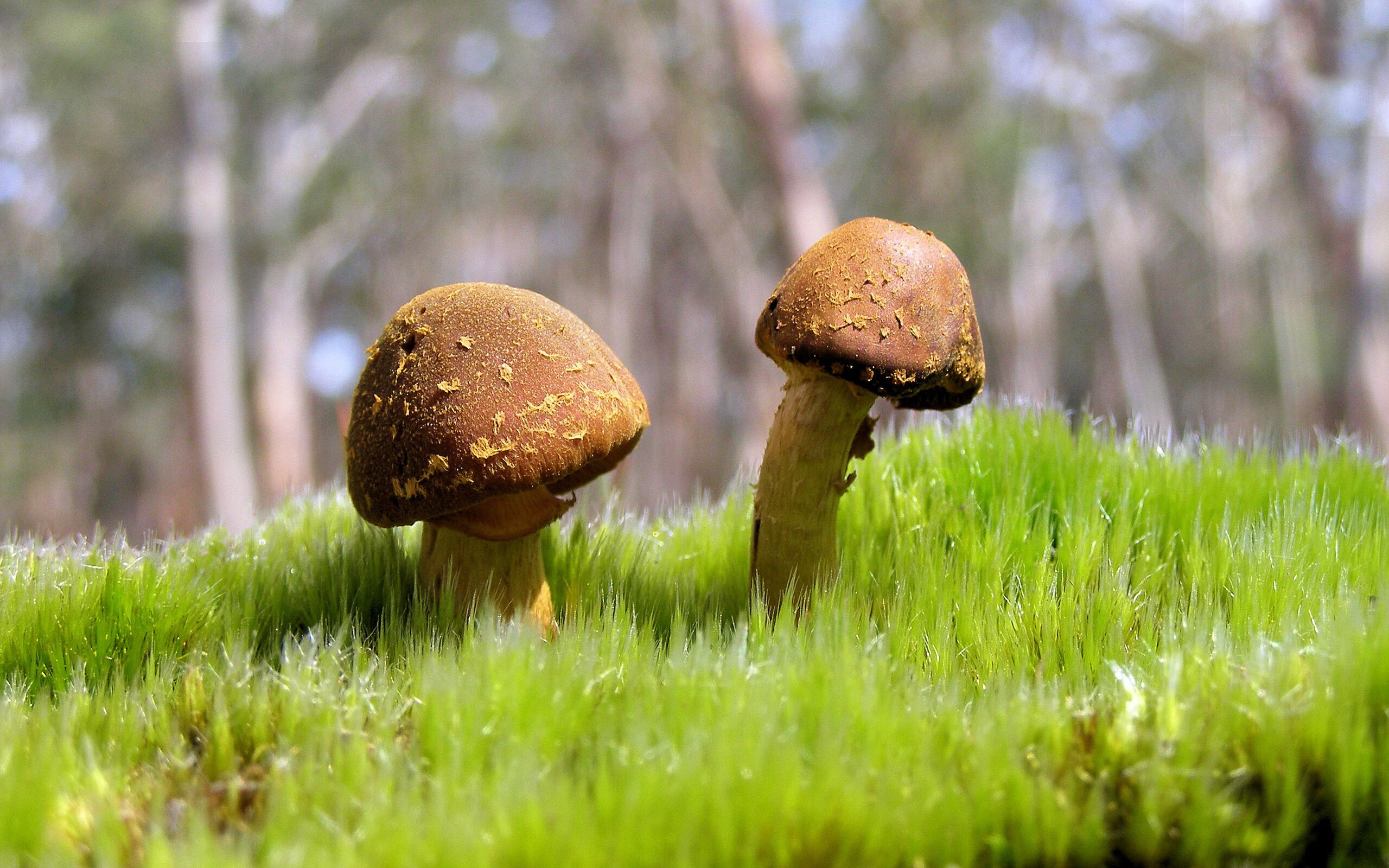 北境孤星，范弗利特抢七夜的永恒烙印